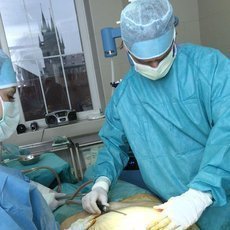 Transplantace tuku odebr a zrove pidv tam, kde je poteba