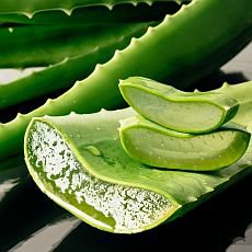 Aloe vera Aloe vera