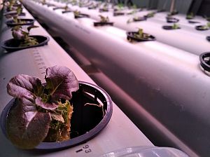 aquaponická farma InGreen aquaponická farma InGreen