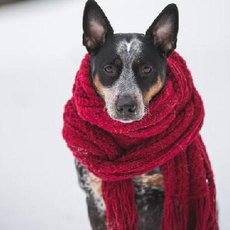 pes v zim