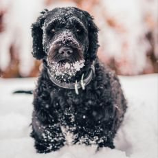 Silvestr v klidu: 5 tip�, jak ochr�nit sv�ho pejska p�ed stresem z�oh�ostroj�