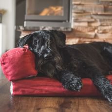 Uiten npady, jak ztulnit domov pro vaeho pejska na podzim