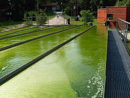 Česká chlorella Česká chlorella
