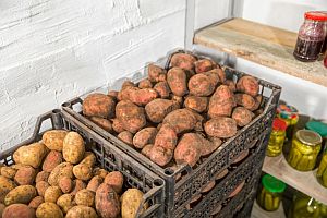 skladovn brambor