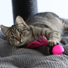 Koi puberta: 5 tip jak ji zvldnout