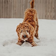 péče o psa v zimě