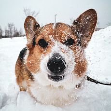 5 tip, jak chrnit svho psa ped zimou
