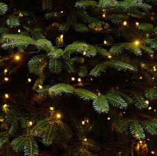 Pro� hustota v�tv� ovliv�uje celkov� dojem stromku?