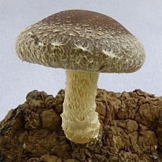 houba shiitake houba shiitake