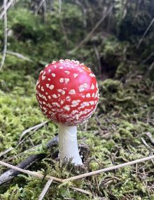 muchomůrka muchomůrka