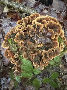 30 kilogram� hub v zim�? Docent z �eska dok�zal, �e je to mo�n�.