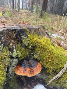 30 kilogram� hub v zim�? Docent z �eska dok�zal, �e je to mo�n�.