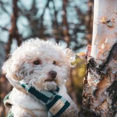 Jak poslit imunitu psa ped zimou: Co ocen kad tynoh park?