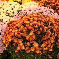 Chryzantma - kvetouc ohostroj podzimu