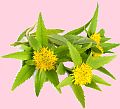 Rhodiola Rhodiola