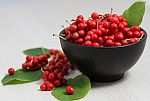 Schizandra Schizandra