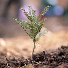 Plant for Life Plant for Life