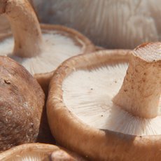 Kouzelné bylinky - Kůže, zrcadlo zdraví Kouzelné bylinky - Kůže, zrcadlo zdraví