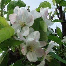 Kvten na zahrad - kvetouc jablo