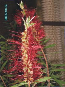 Callistemon citrinus - detail kvtu