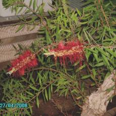 Callistemon citrinus