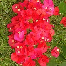 Bouganvillia