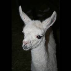 lama