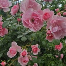 Bulharsko Varna Albena � p��jemn� m�sto k odpo�inku