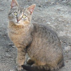 Kitty, aneb jak jsme si adoptovali divoké koťátko Kitty, aneb jak jsme si adoptovali divoké koťátko