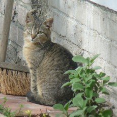 Kitty, aneb jak jsme si adoptovali divoké koťátko Kitty, aneb jak jsme si adoptovali divoké koťátko