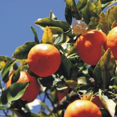 mandarinka - strom