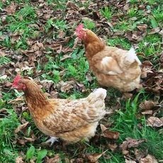 přerod na farmářku přerod na farmářku