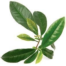 čaj matcha tea čaj matcha tea