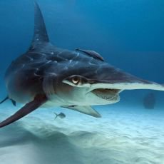 Tajemstv ralok, veverek a medz na Prima ZOOM