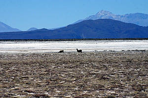 Bolivie