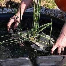 Výsadba vodních rostlin – přeslička zimní Výsadba vodních rostlin – přeslička zimní