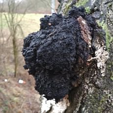 Chaga