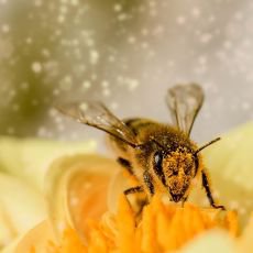 Med není jen na chleba. Propolis, pyl i mateří kašička si zaslouží místo v každé domácnosti Med není jen na chleba. Propolis, pyl i mateří kašička si zaslouží místo v každé domácnosti