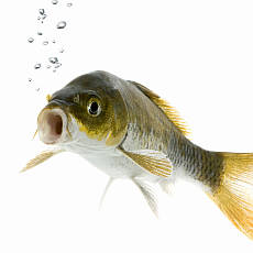 Jak poznte erstvou rybu? M erven bry, nezkalen oi a perleov maso
