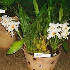 Pokojov orchidej