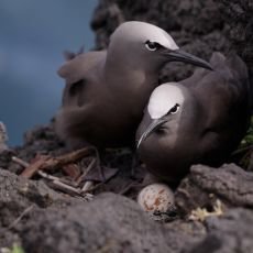 Réunion a Galapágy – zemské ráje na Prima Zoom Réunion a Galapágy – zemské ráje na Prima Zoom