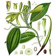 Vanilka - aromatick koen z Mexika