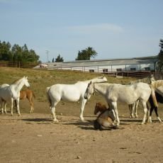 panlsk farma v Andalusii