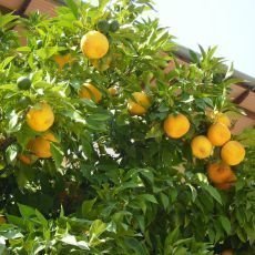Španělská farma v Andalusii Španělská farma v Andalusii