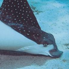 Siba skvrnitá ZOO Olomouc Siba skvrnitá ZOO Olomouc