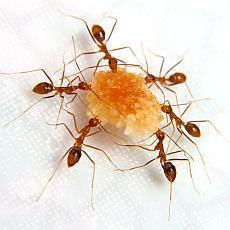 jak vyhubit mravence v byt