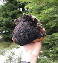 vit�ln� houby od SIBI - �aga