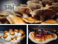 houbov� dopl�ky Sibi