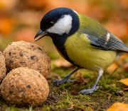 Sonnenland Lojov koule