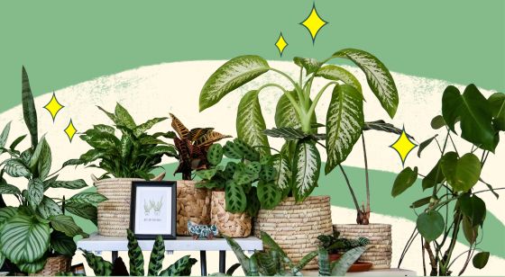 Vyhrajte vouchery na nkup na e-shopu ivKytky.cz